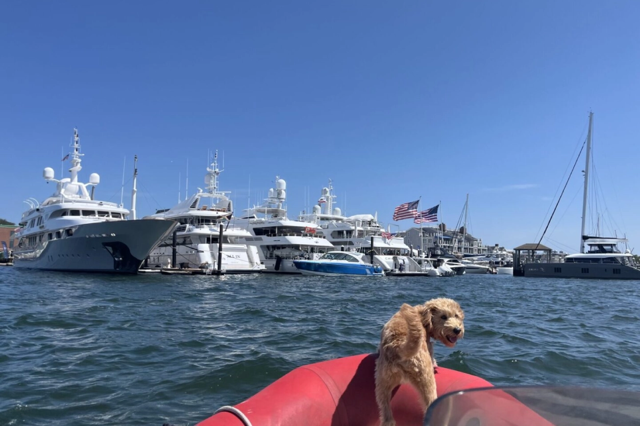 A dog sitting on the back of a boat in water.